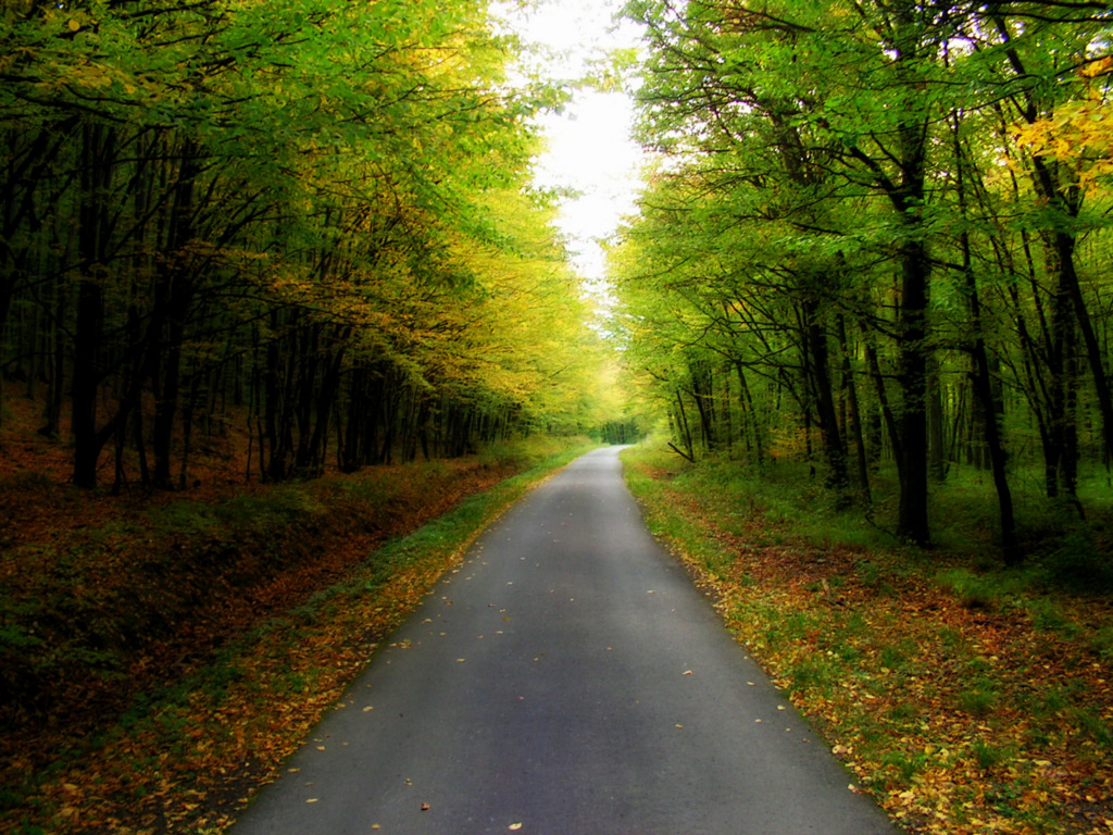 Drumuri forestiere - Municipiul Gheorgheni